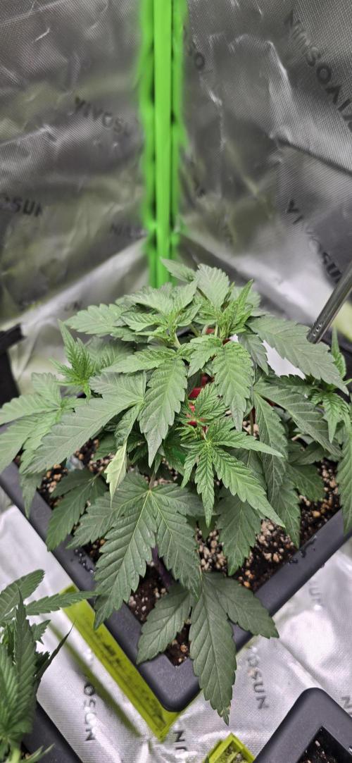 TropicanaCookies, LemonMuffin, TrueMints. Week 5