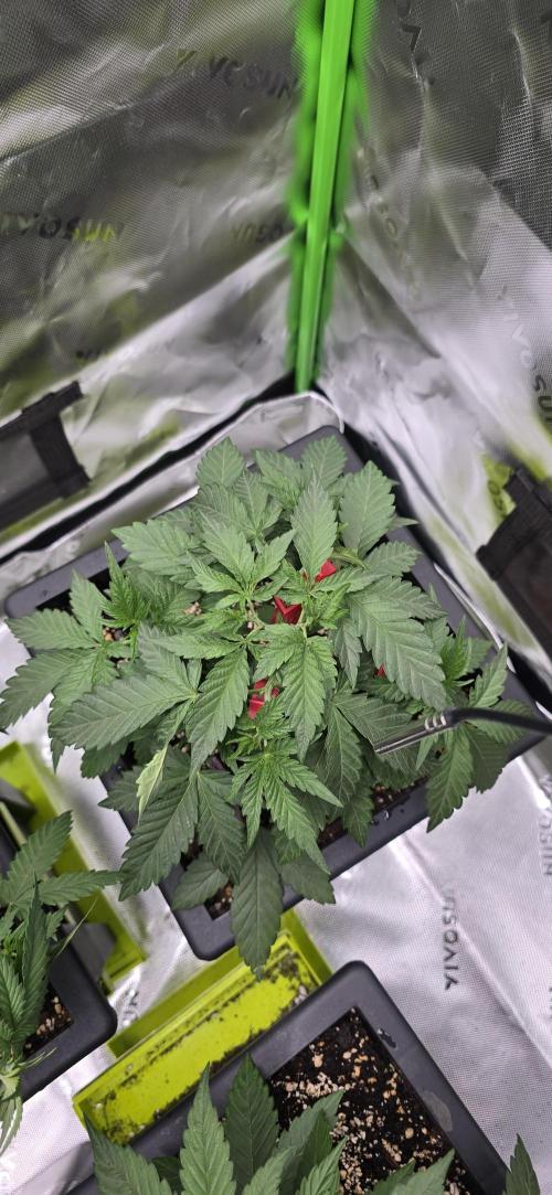 TropicanaCookies, LemonMuffin, TrueMints. Week 5