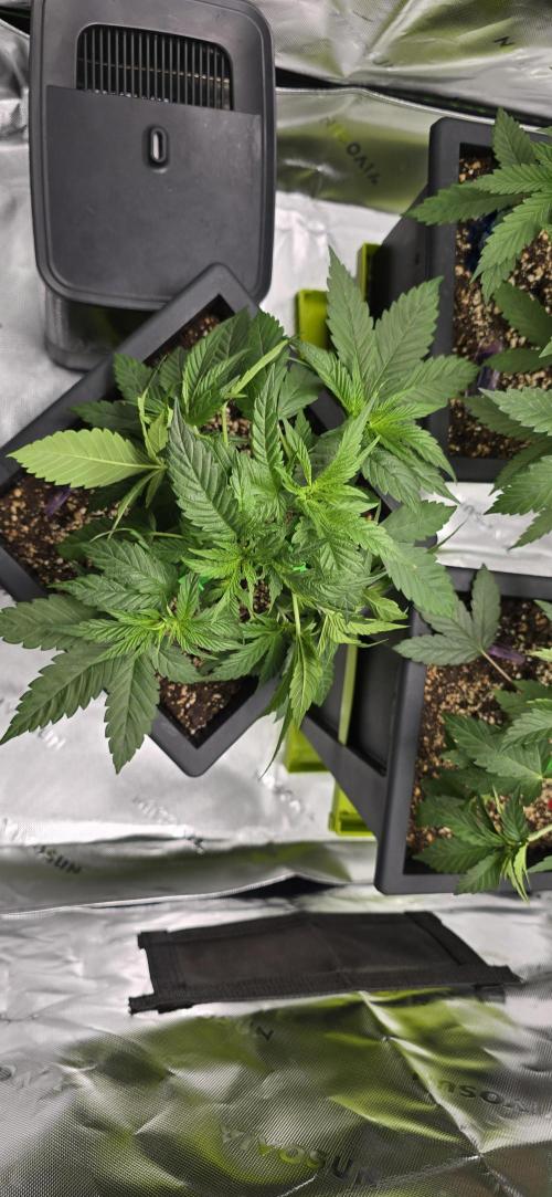 TropicanaCookies, LemonMuffin, TrueMints. Week 5