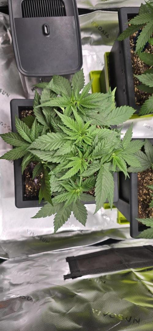 TropicanaCookies, LemonMuffin, TrueMints. Week 5