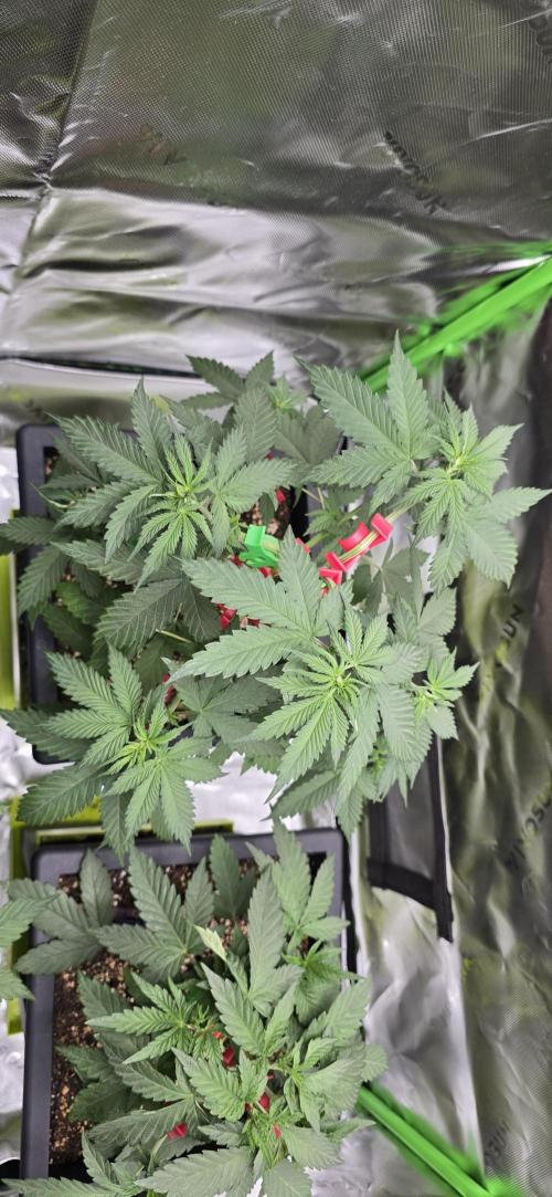 TropicanaCookies, LemonMuffin, TrueMints. Week 5