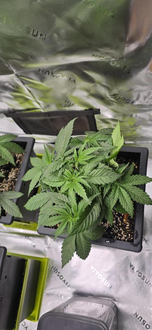 TropicanaCookies, LemonMuffin, TrueMints. Week 5
