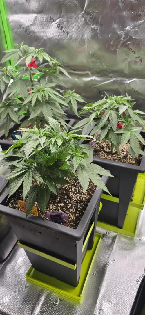 TropicanaCookies, LemonMuffin, TrueMints. Week 5