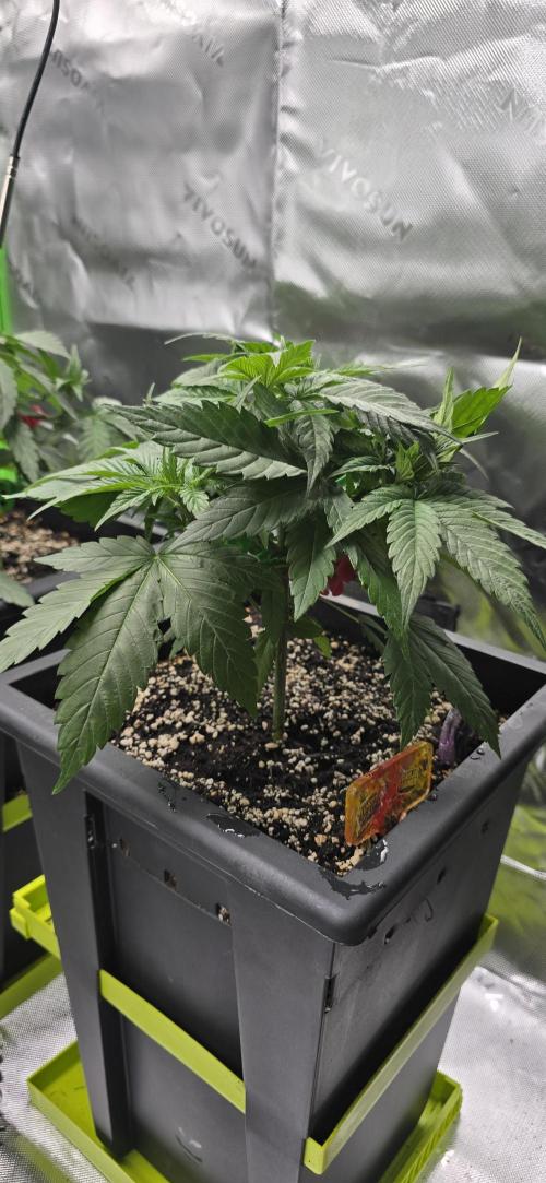 TropicanaCookies, LemonMuffin, TrueMints. Week 5