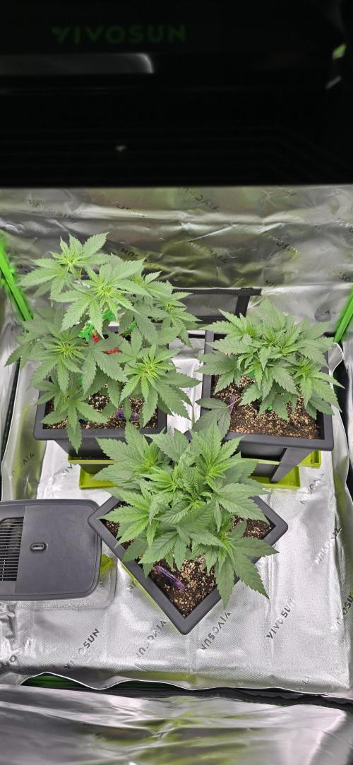 TropicanaCookies, LemonMuffin, TrueMints. Week 5