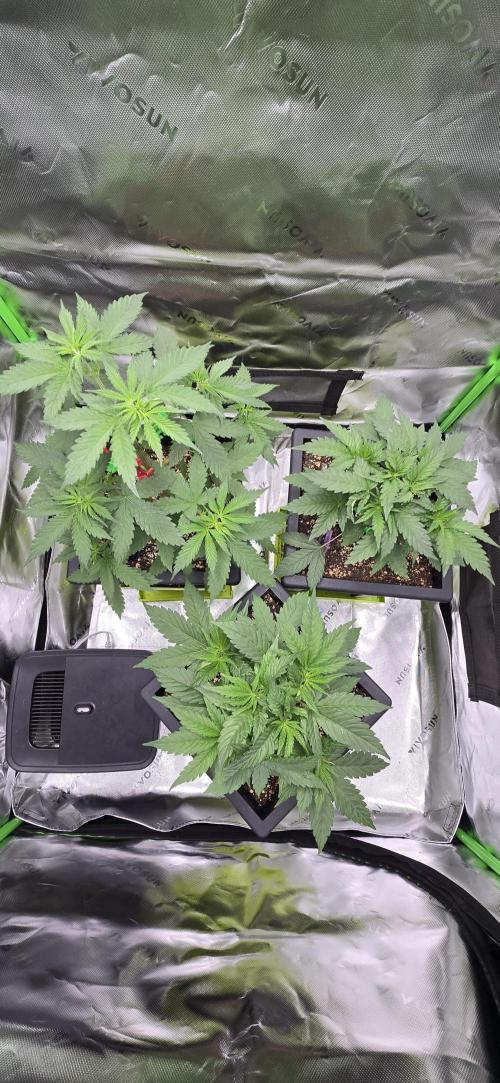 TropicanaCookies, LemonMuffin, TrueMints. Week 5