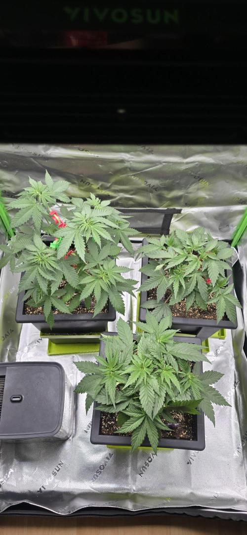 TropicanaCookies, LemonMuffin, TrueMints. Week 5