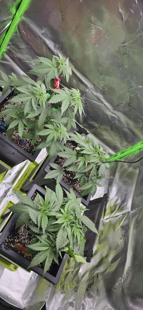 TropicanaCookies, LemonMuffin, TrueMints. Week 5