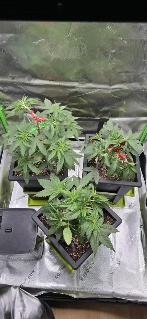 TropicanaCookies, LemonMuffin, TrueMints. Week 5