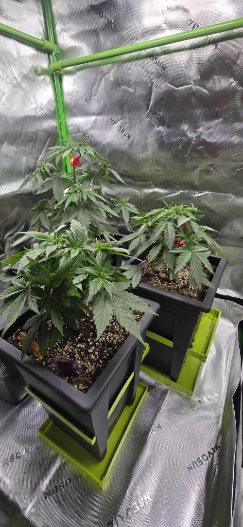 TropicanaCookies, LemonMuffin, TrueMints. Week 5