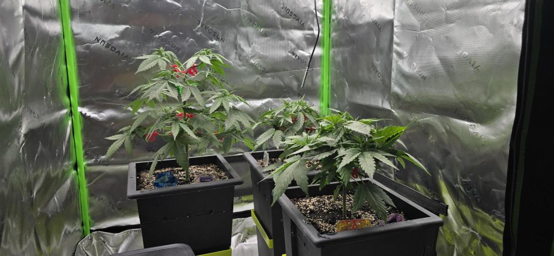 TropicanaCookies, LemonMuffin, TrueMints. Week 5
