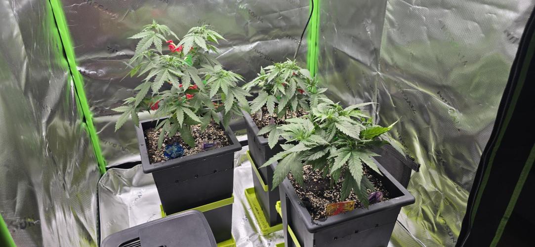 TropicanaCookies, LemonMuffin, TrueMints. Week 5
