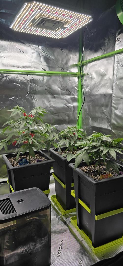 TropicanaCookies, LemonMuffin, TrueMints. Week 5