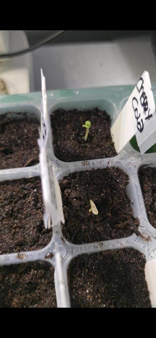 1st Outdoor Run; Cherry Cola Auto. Week 0