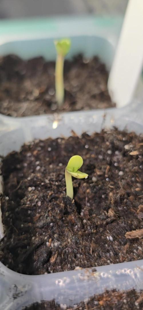 1st Outdoor Run; Cherry Cola Auto. Week 0