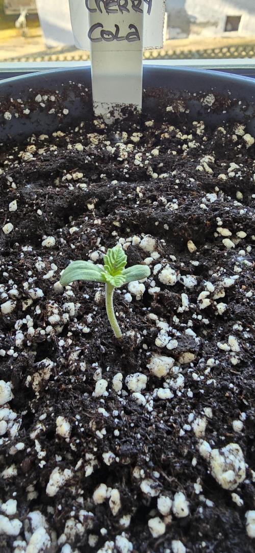1st Outdoor Run; Cherry Cola Auto. Week 0