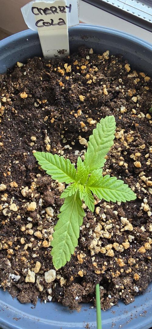 1st Outdoor Run; Cherry Cola Auto. Week 1
