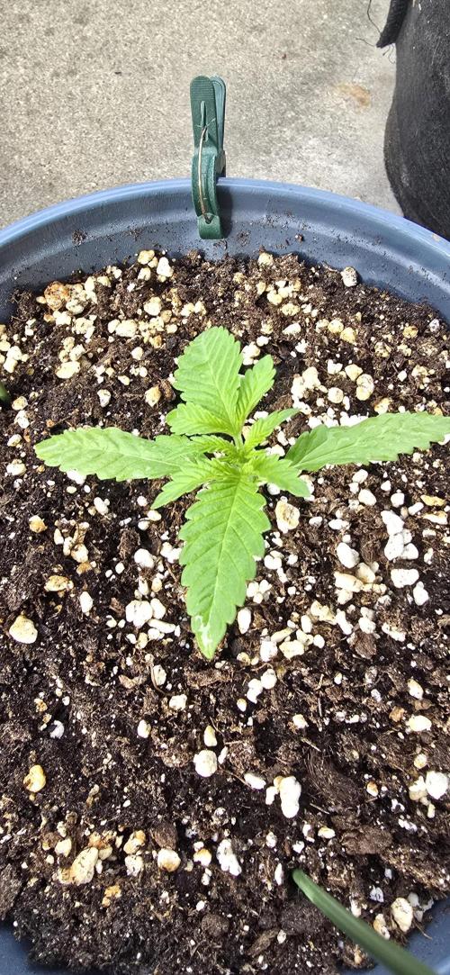 1st Outdoor Run; Cherry Cola Auto. Week 1