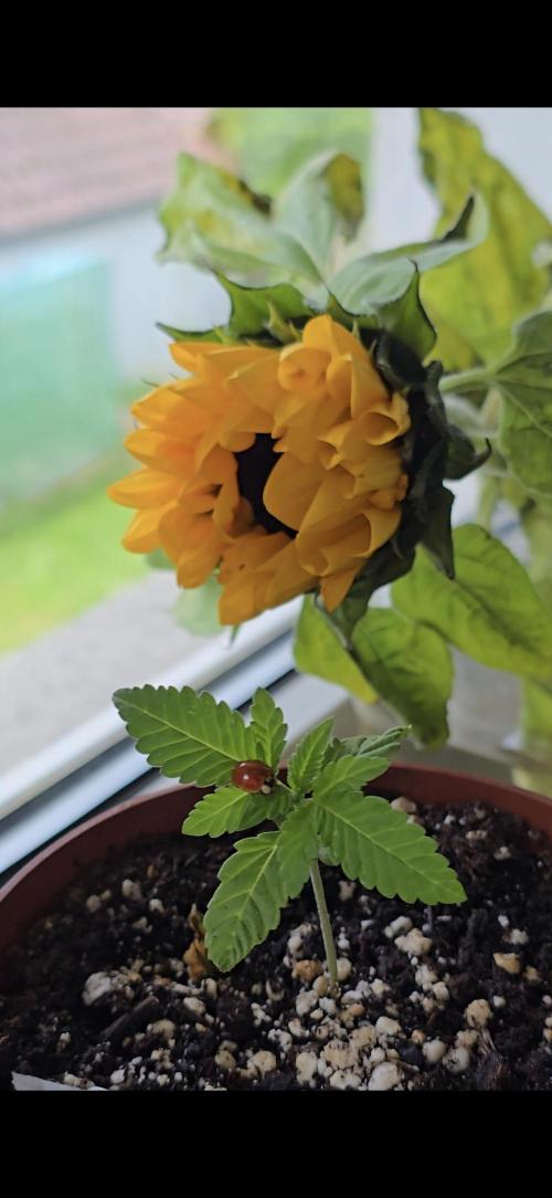 1st Outdoor Run; Cherry Cola Auto. Week 1 - 🐞🌻💚