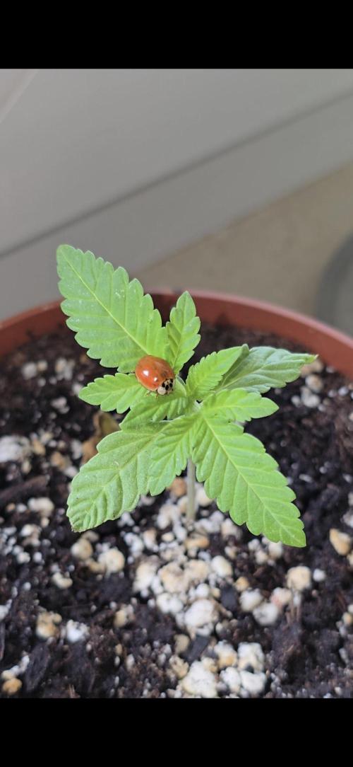 1st Outdoor Run; Cherry Cola Auto. Week 1