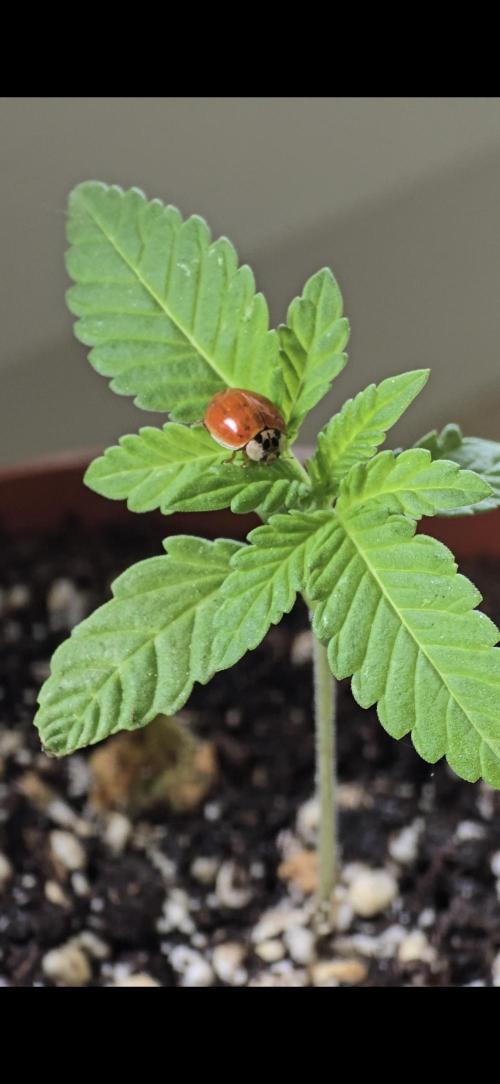 Cherry Cola Auto. Week 1