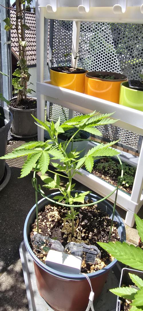 1st Outdoor Run; Cherry Cola Auto. Week 2