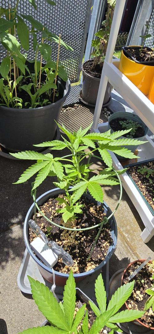 1st Outdoor Run; Cherry Cola Auto. Week 2