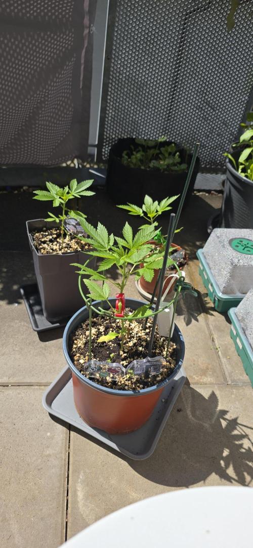 1st Outdoor Run; Cherry Cola Auto. Week 2