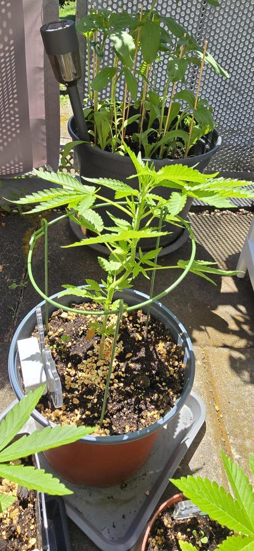 Cherry Cola Auto. Week 2