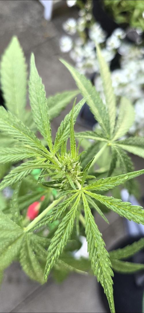 Green Crack Auto FastBuds. Week 6