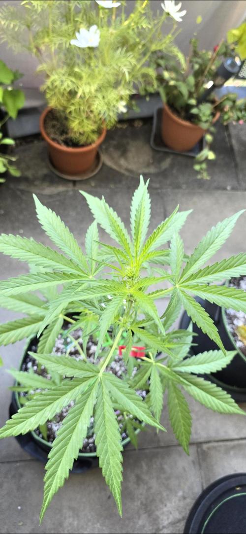 Green Crack Auto FastBuds. Week 6