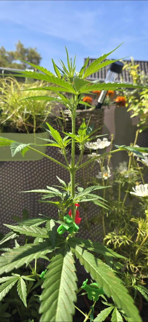 Green Crack Auto FastBuds. Week 6