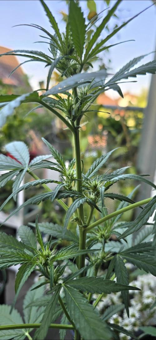 Green Crack Auto FastBuds. Week 6