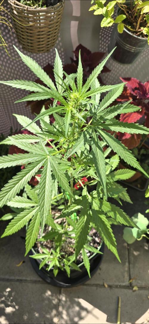 Green Crack Auto FastBuds. Week 6