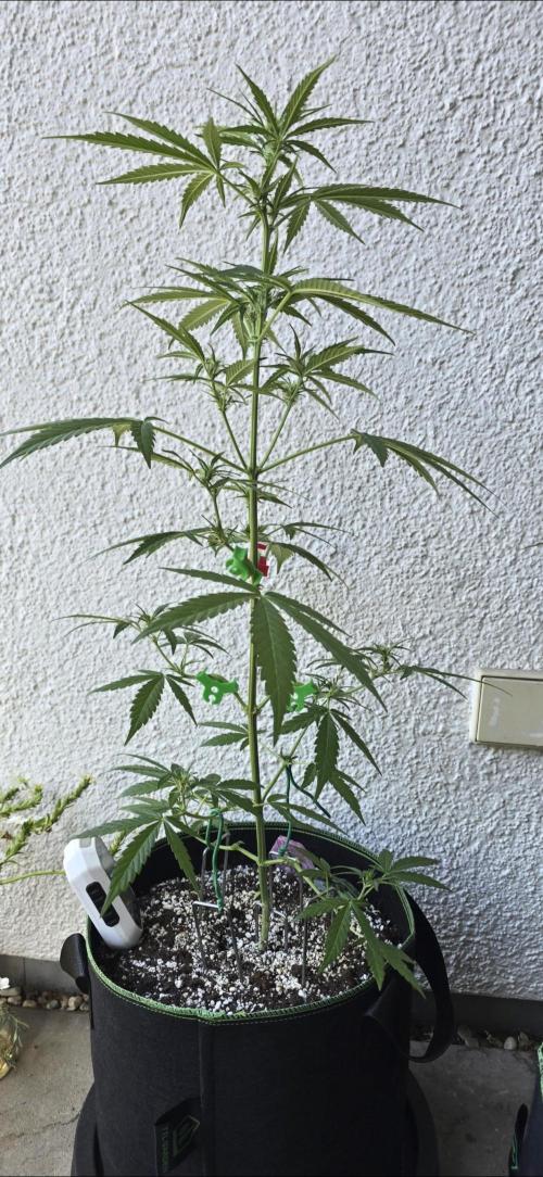 Green Crack Auto FastBuds. Week 6