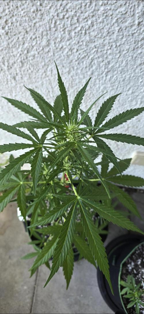 Green Crack Auto FastBuds. Week 6