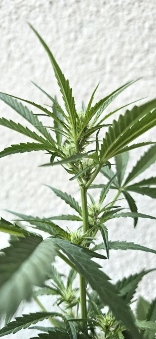 Green Crack Auto FastBuds. Week 6