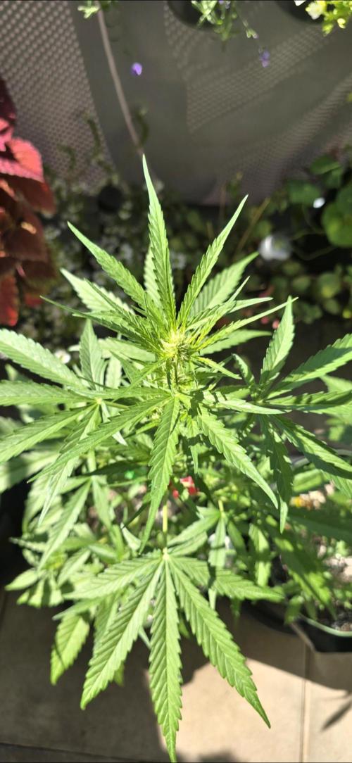 Green Crack Auto FastBuds. Week 6
