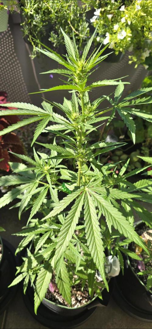 Green Crack Auto FastBuds. Week 6