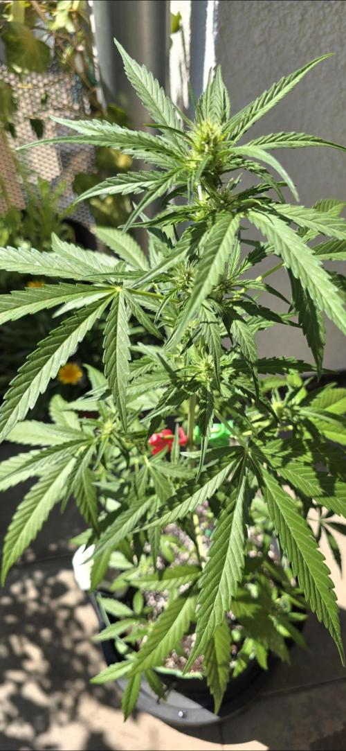 Green Crack Auto FastBuds. Week 6