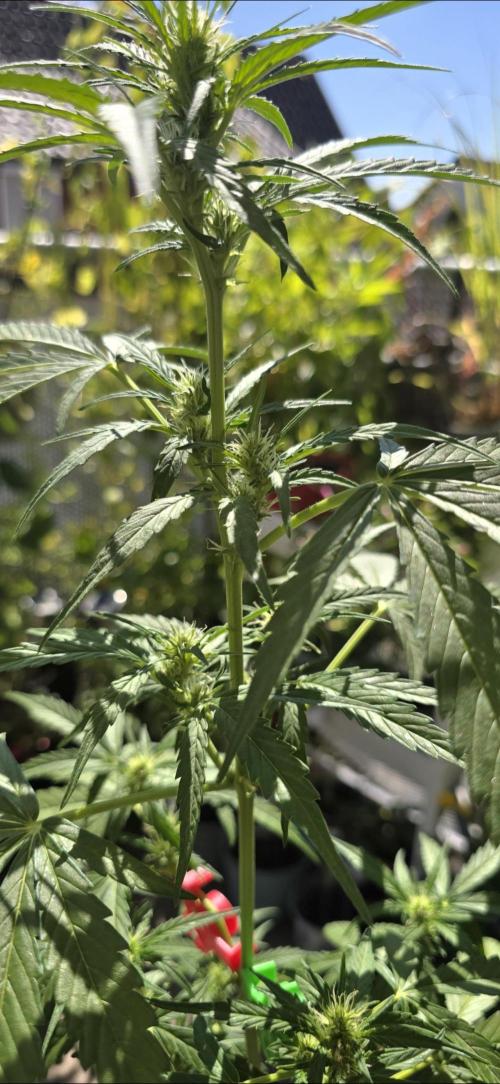 Green Crack Auto FastBuds. Week 6
