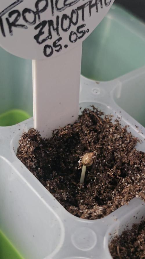 Tropical Zmoothie Auto Seedstockers. Week 0