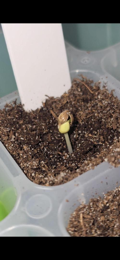 Tropical Zmoothie Auto Seedstockers. Week 0