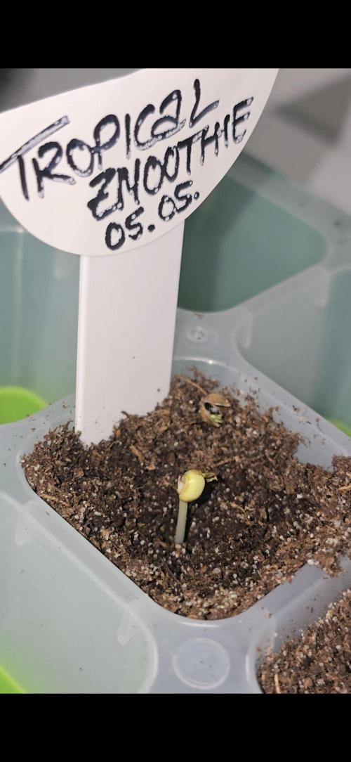 Tropical Zmoothie Auto Seedstockers. Week 0