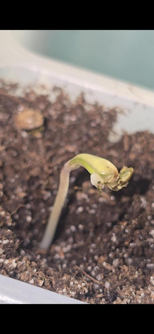 Tropical Zmoothie Auto Seedstockers. Week 0