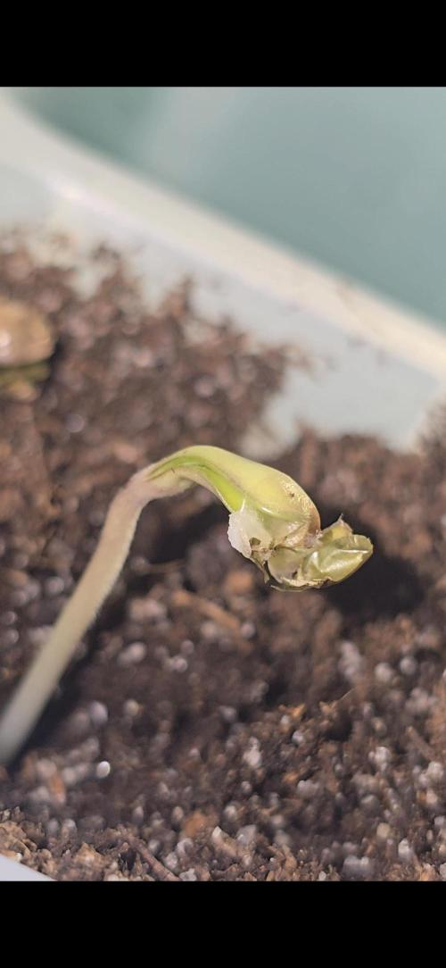 Tropical Zmoothie Auto. Week 0