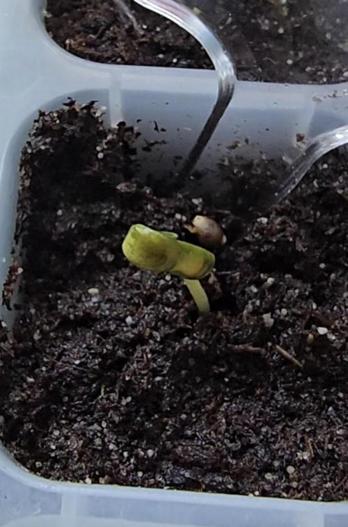 Tropical Zmoothie Auto Seedstockers. Week 1