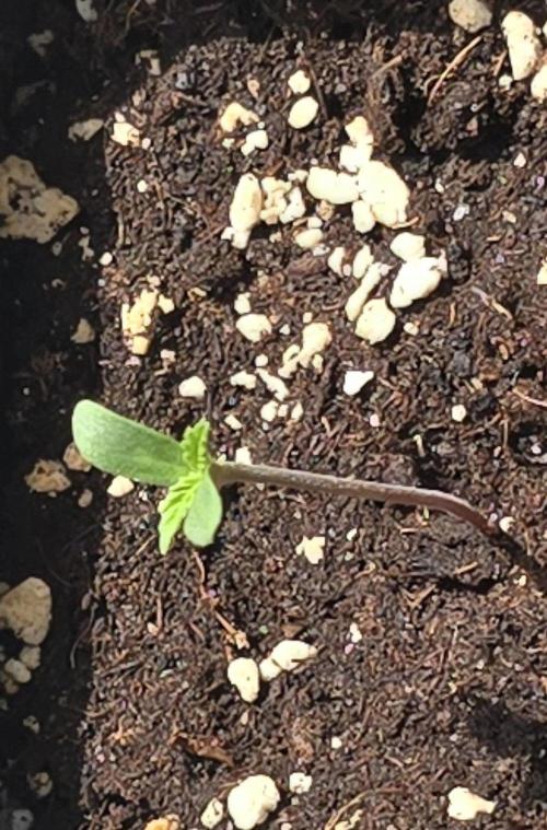 Tropical Zmoothie Auto Seedstockers. Week 1