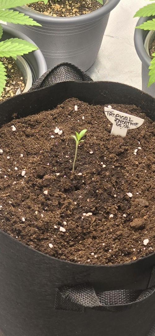 Tropical Zmoothie Auto Seedstockers. Week 1