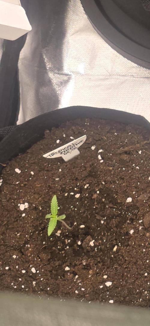 Tropical Zmoothie Auto Seedstockers. Week 1